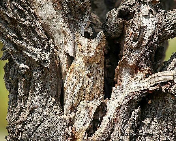 Find The Owl