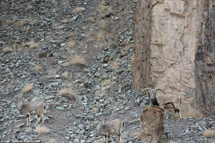 Snow Leopard Stalking A Herd Of Bharal