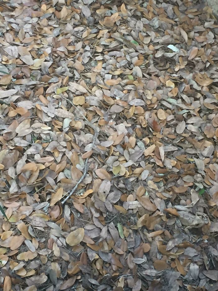 Find The Frog